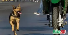 রাইডিং এর সময় হঠাৎ কুকুর তাড়া করলে কী করবেন ? ৫ টি কৌশল